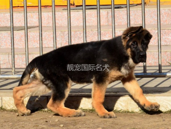 北京德国牧羊犬(北京怎么报名)