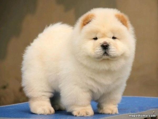 北京松狮犬舍(哪家犬舍值得信赖)
