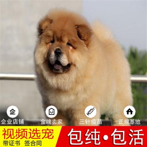 北京松狮犬舍(哪家犬舍值得信赖)