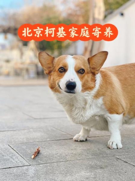 北京柯基犬(需要注意什么)