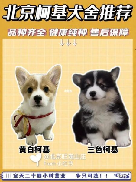 北京柯基犬(需要注意什么)