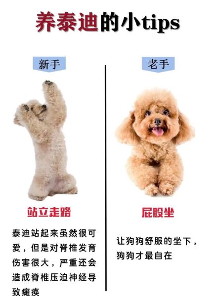 北京泰迪狗(它到底去哪儿)