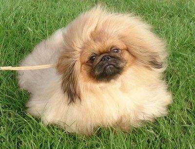 北京犬(它真的适合你吗)