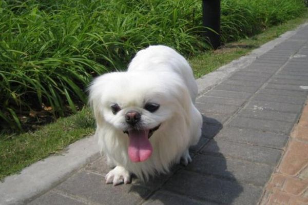 北京犬(它真的适合你吗)