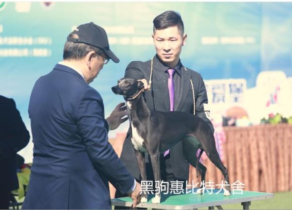 北京犬业联盟( 买狗前必须了解哪些)