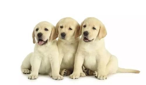 北京犬业联盟( 买狗前必须了解哪些)