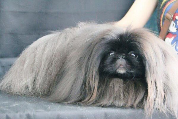 北京犬图片(它真的适合你吗)