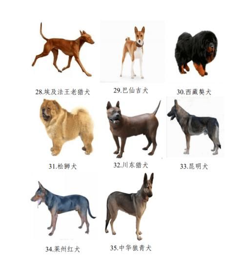 北京禁狗令(哪些犬种还能养)