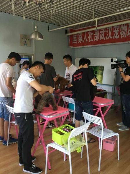 北京若雯宠物美容学校(北京若雯宠物美容学校怎么样)