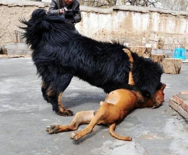 北京藏獒吧(藏獒爱好者都在聊什么)