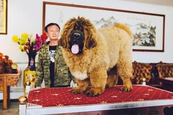 北京藏獒吧(藏獒爱好者都在聊什么)