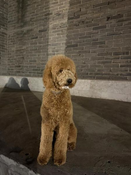 北京贵宾犬(哪些地方可以带它去玩)