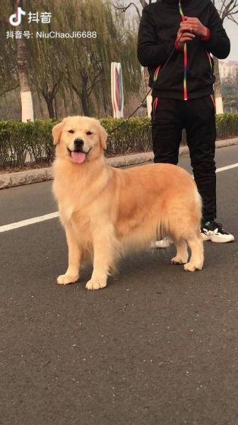 北京金毛价格(想买赛级金毛又怕太贵)