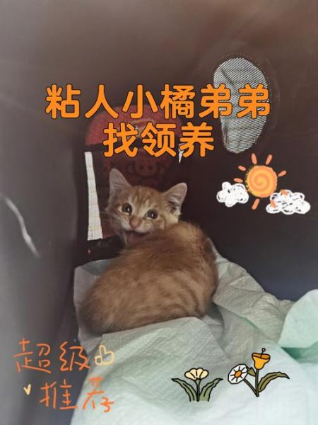 北京领养狗(靠谱机构在哪找)