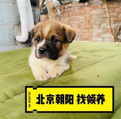 北京领养狗(靠谱机构在哪找)