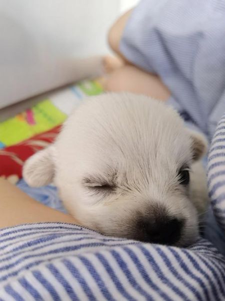 北极熊犬(它们性格到底怎么样)