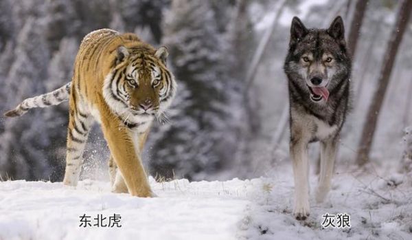 北美灰狼(它和东北虎谁更厉害)