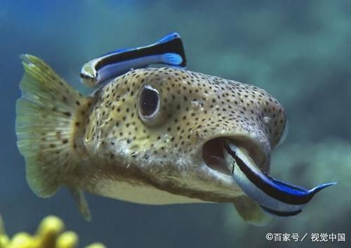 医生鱼(它游泳的样子像什么)