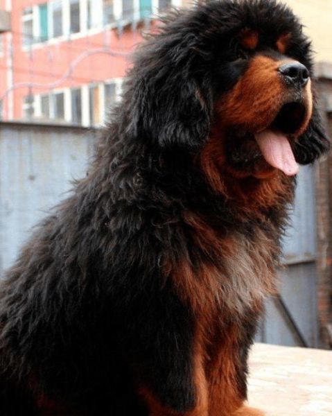 医院治死藏獒赔45万(这样的结果你能接受吗)