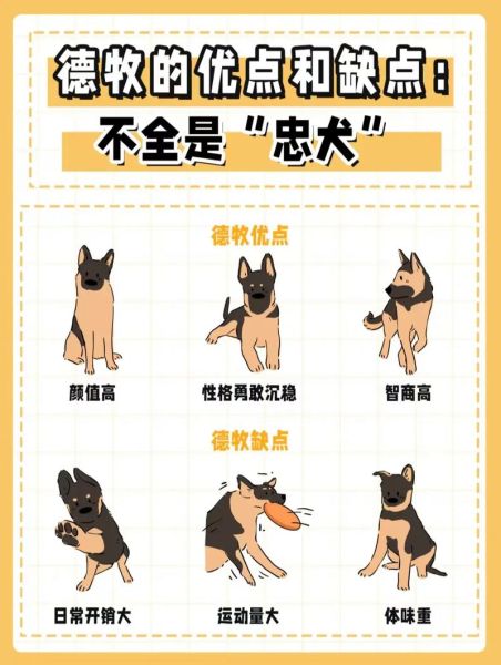 十大忠诚的狗排名(快来一探究竟)