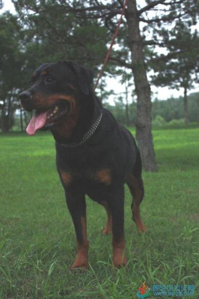十大护卫犬(十大护卫犬大揭秘)