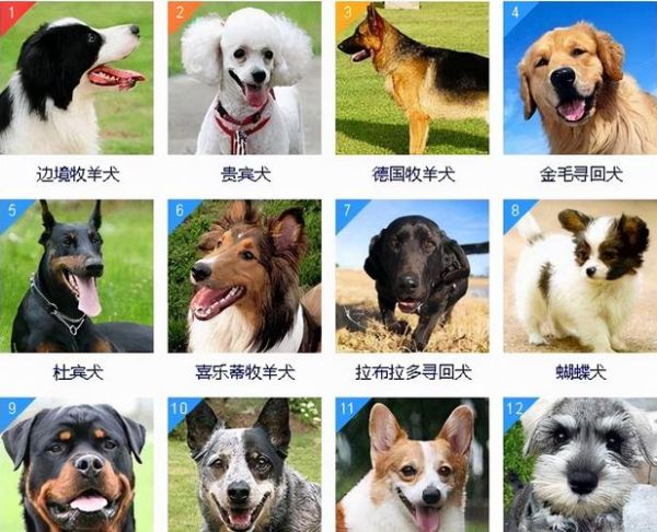 十大聪明犬排名( 你家狗狗排第几)