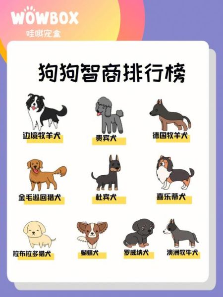 十大聪明犬排名( 你家狗狗排第几)