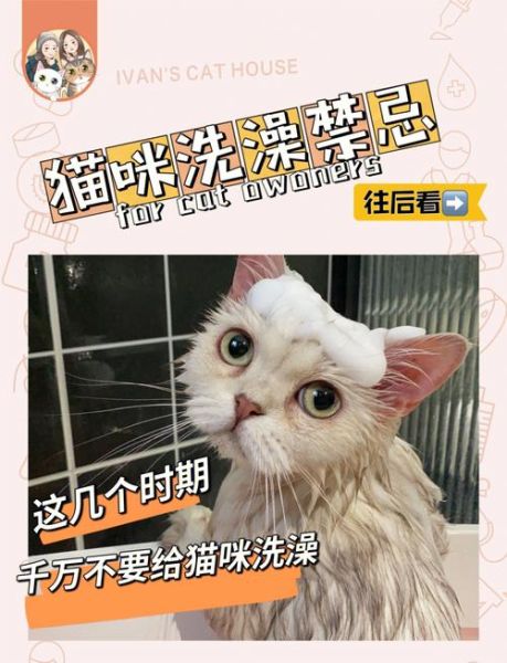 千万不要偷看猫咪洗澡(你真的不怕被抓吗)