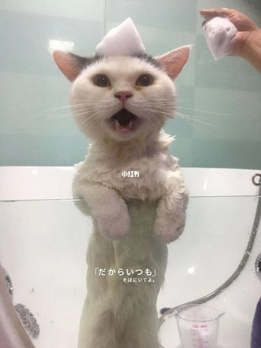 千万不要偷看猫咪洗澡(你真的不怕被抓吗)