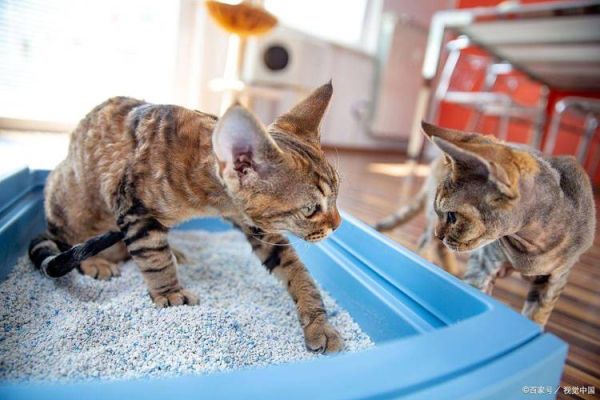 千万不要当着猫的面铲屎(它到底在想什么)