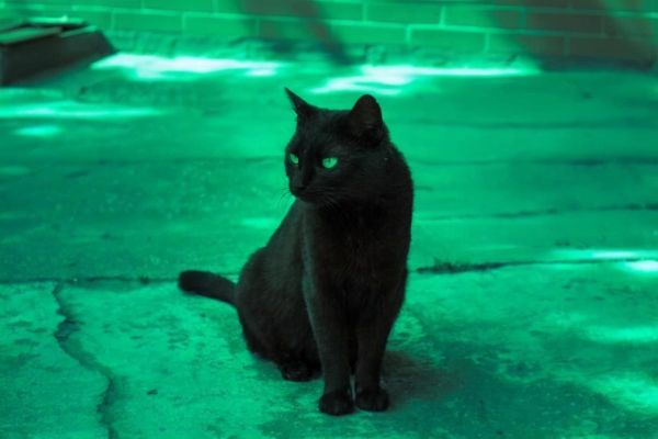 千万不要随便养黑猫(晚上会不会害怕)