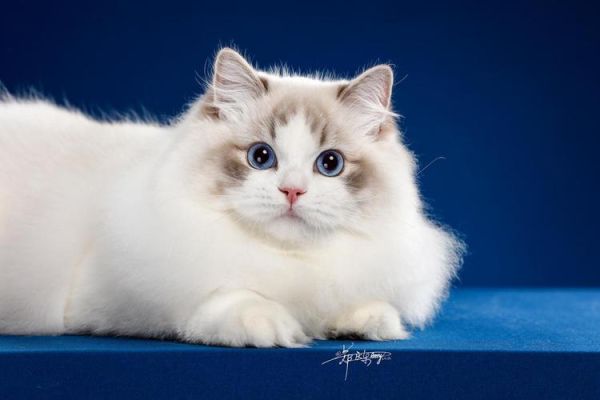 卖萌猫(布偶猫的撒娇技能有多厉害)
