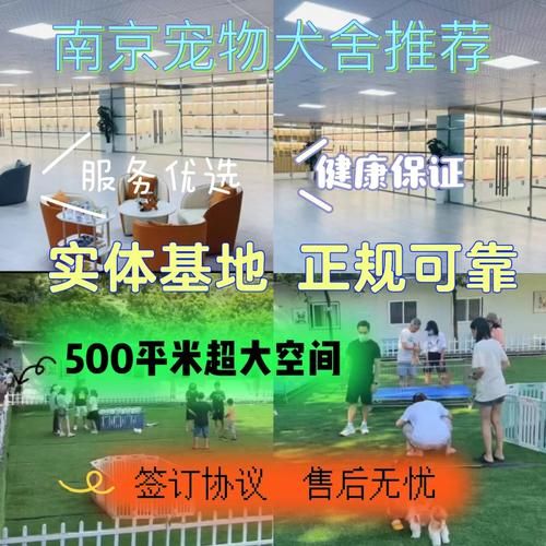 南京 宠物(靠谱的宠物寄养服务怎么找)