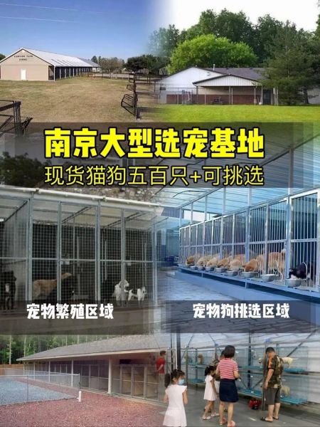 南京宠物(南京福安家猫犬舍值得一去吗)