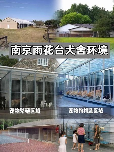 南京宠物(南京福安家猫犬舍值得一去吗)