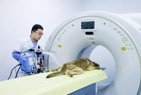 南京宠物医院(南京哪家宠物医院可以24小时看诊)