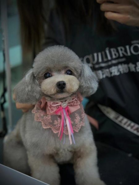南京宠物美容学校(哪个更值得信赖)