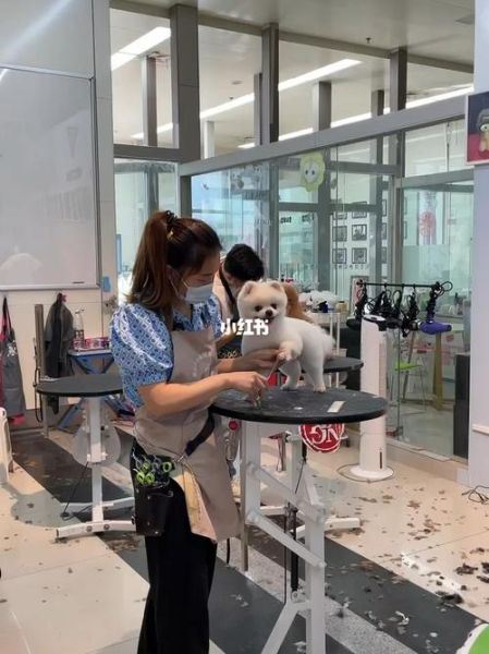 南京宠物美容学校(哪个更值得信赖)