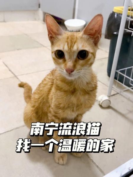 南宁宠物领养(南宁的免费背后藏着什么)