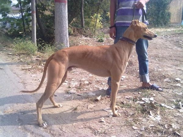 南宫格力犬养殖基地(南宫格力犬养殖基地怎么样)