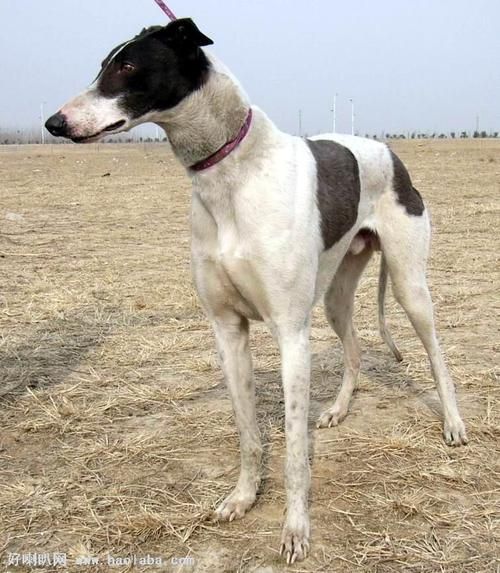 南宫格力犬养殖基地(南宫格力犬养殖基地怎么样)