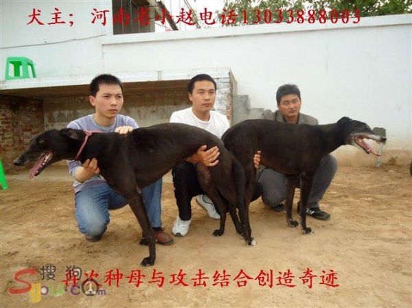 南宫格力犬基地(值得去看看吗)