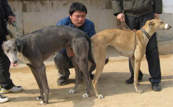 南宫格力犬基地(值得去看看吗)