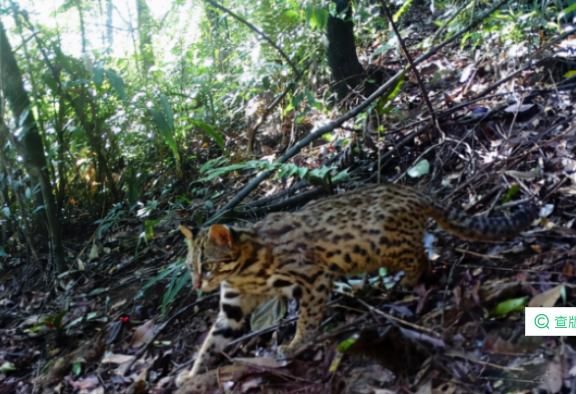 南美林猫( 你知道它为什么被称为抓鸡虎吗)