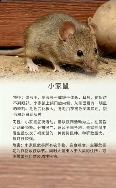 南美栗鼠(你对它了解多少)