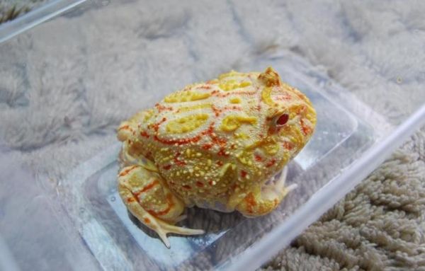 南美角蛙(是好养还是不好养)