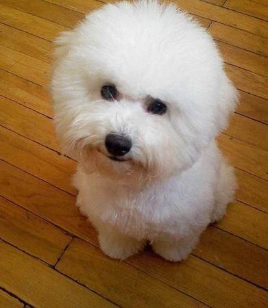 博洛尼亚犬(到底有什么区别)