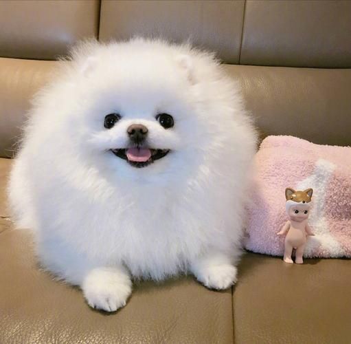 博美犬(你考虑清楚了吗)