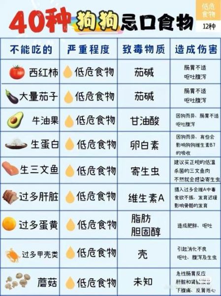 博美犬不能吃什么(会影响健康吗)