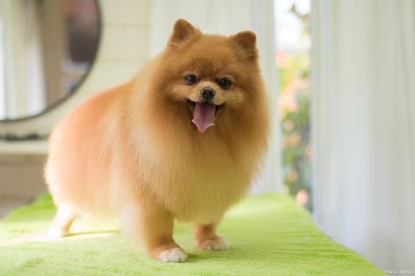 博美犬不能吃什么(会影响健康吗)